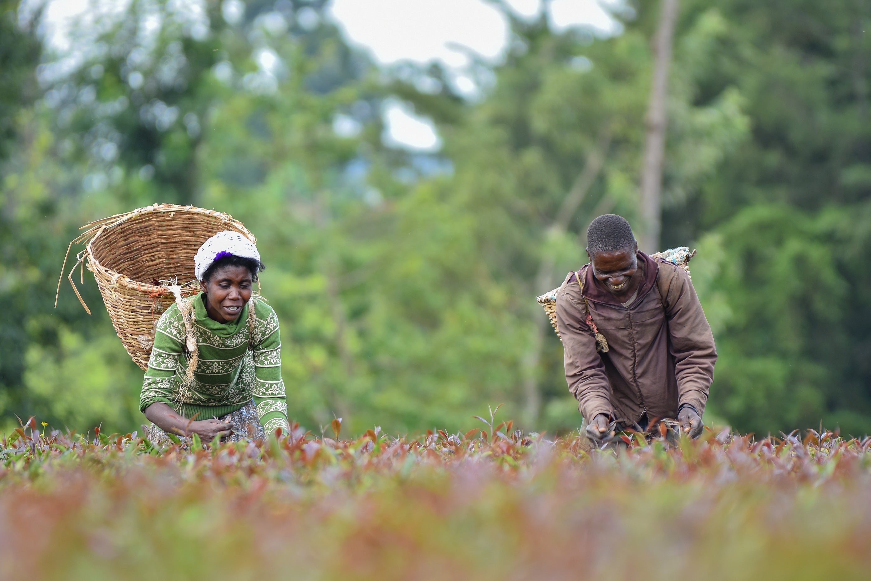 About Tea In Kenya