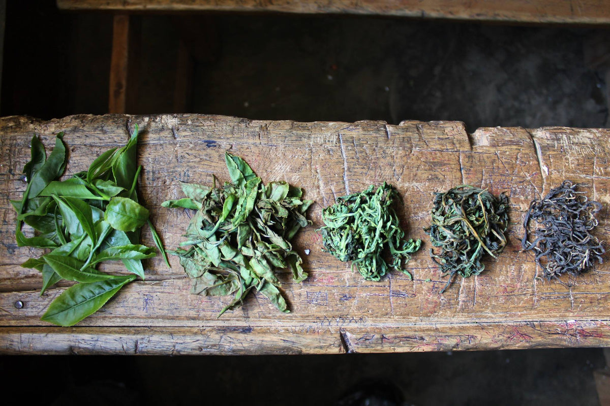 Various Dried Plants for Making Perfect Tea Stock Photo - Image of