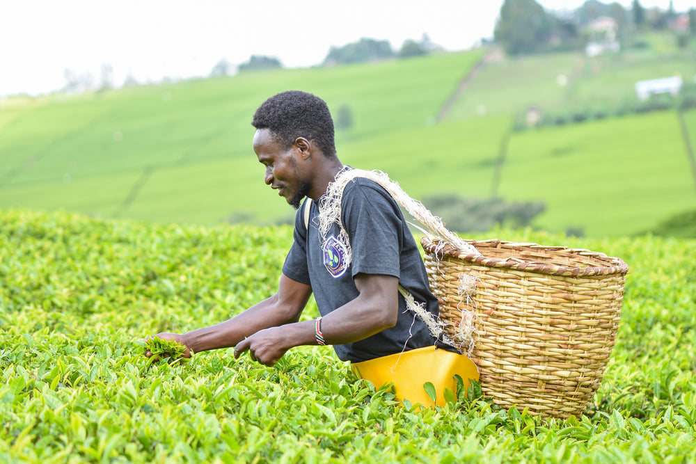 direct trade tea, farm to cup tea, farmer direct tea