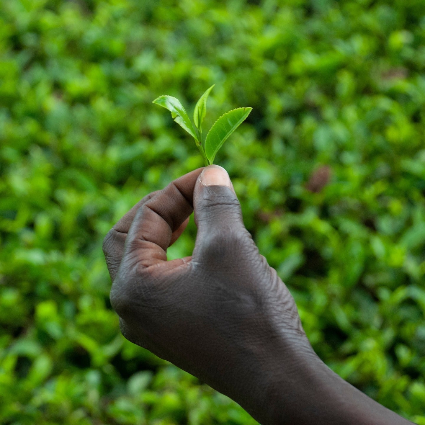 history of tea, all about tea