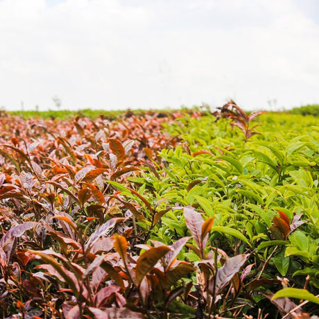 Purple Tea vs. Green Tea: Which is Healthier?
