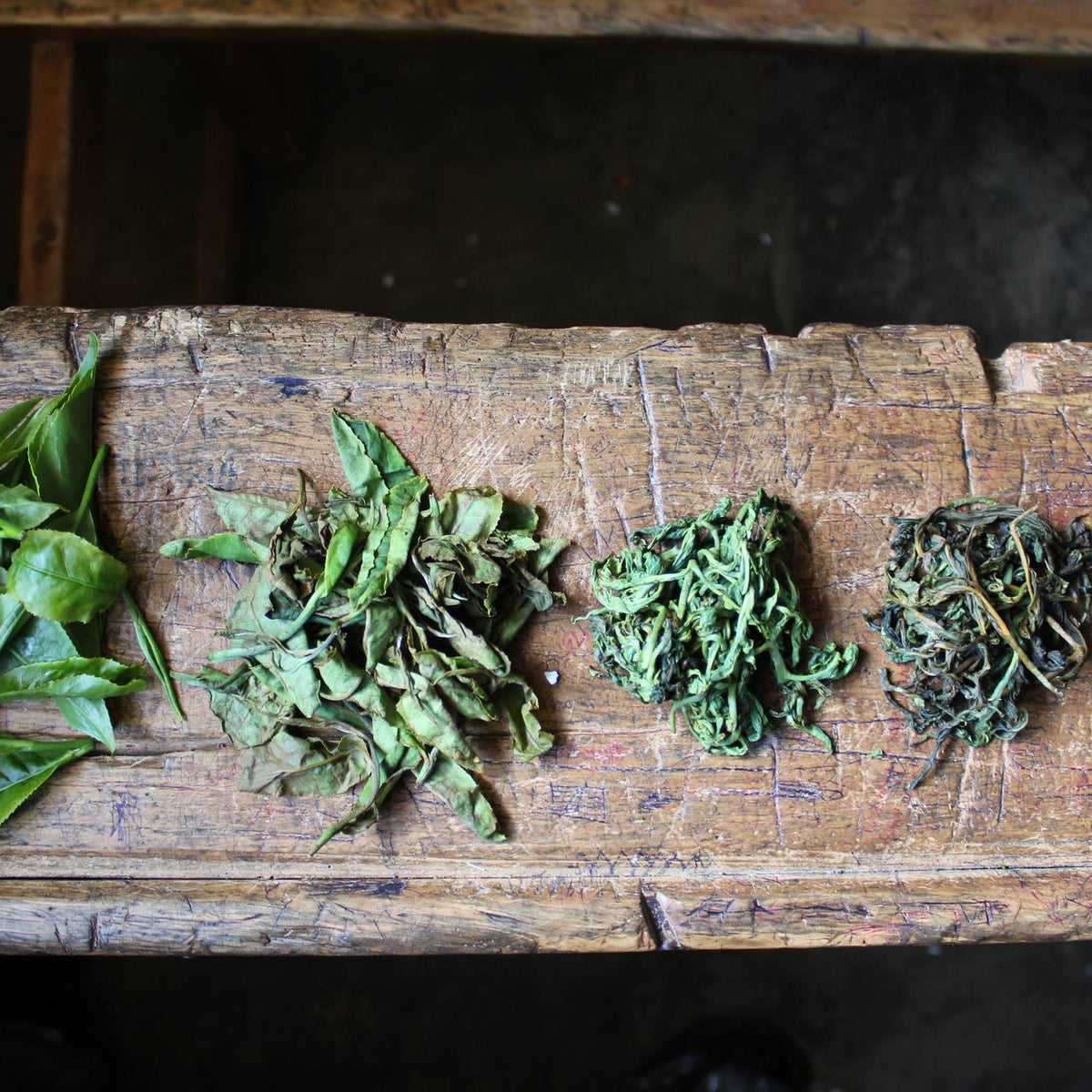 Tea Making Explaining the Tea Making Process: How 7 Different Types of Tea are Ma ...