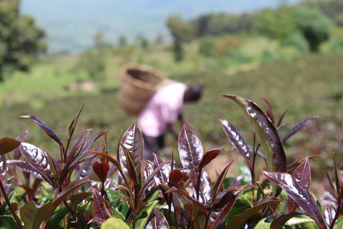 What is Purple Tea? | JusTea | Canada's Purple Tea Expert – JUSTEA
